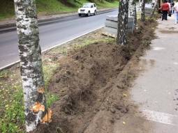 При благоустройстве на Обводном шоссе повреждены деревья При благоустройстве на Обводном шоссе повреждены деревья