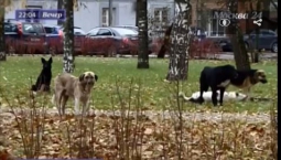 Жителей поселка Рублево держат в страхе стаи бродячих собак Жителей поселка Рублево держат в страхе стаи бродячих собак