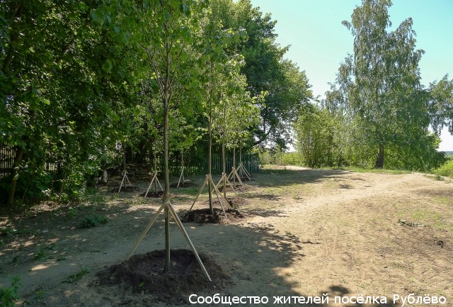 Высажены деревья возле парка