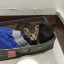 Котята ищут хозяина